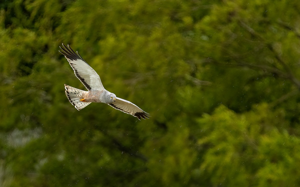 Cinereous Harrier - ML647601802