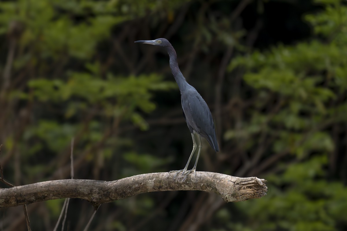 לבנית כחולה קטנה - ML647601803