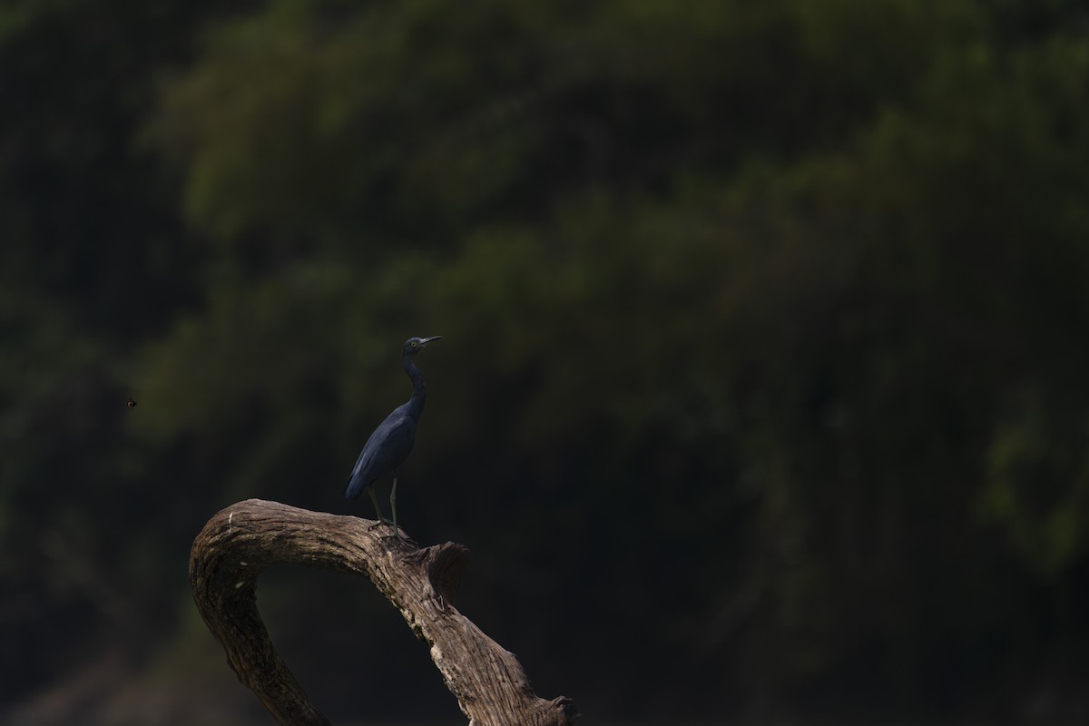 לבנית כחולה קטנה - ML647601804
