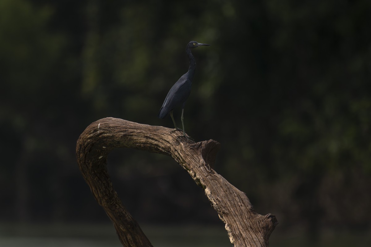 לבנית כחולה קטנה - ML647601805