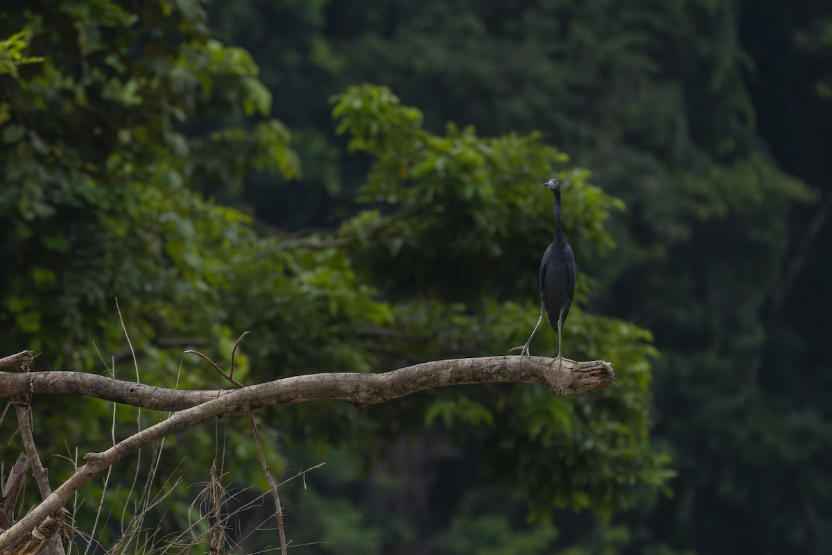 לבנית כחולה קטנה - ML647601806