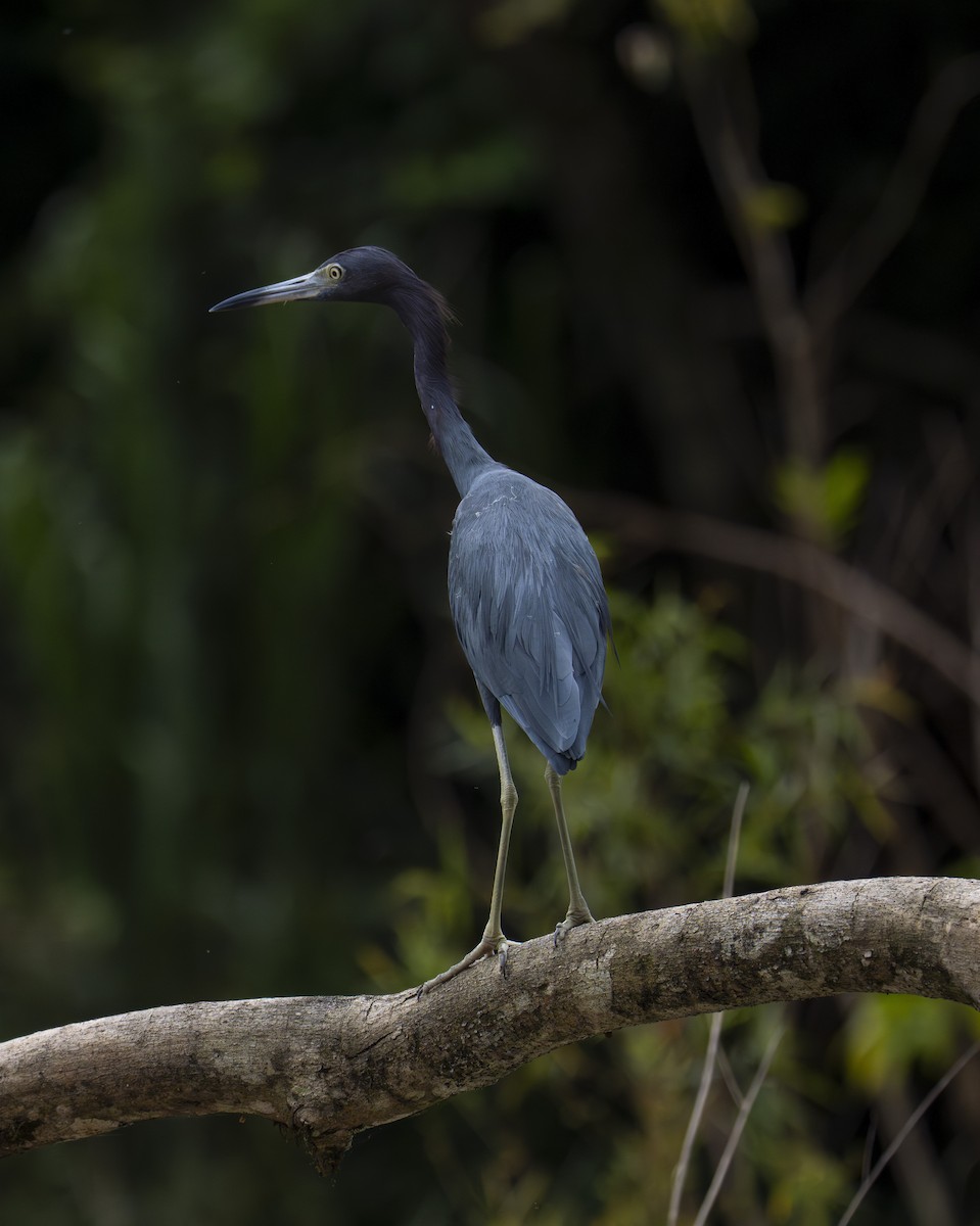 לבנית כחולה קטנה - ML647601807