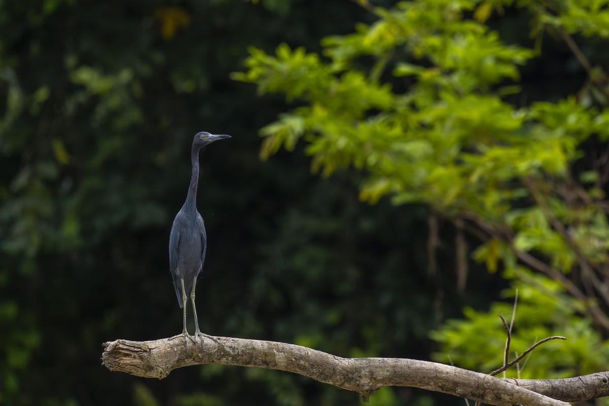 לבנית כחולה קטנה - ML647601808