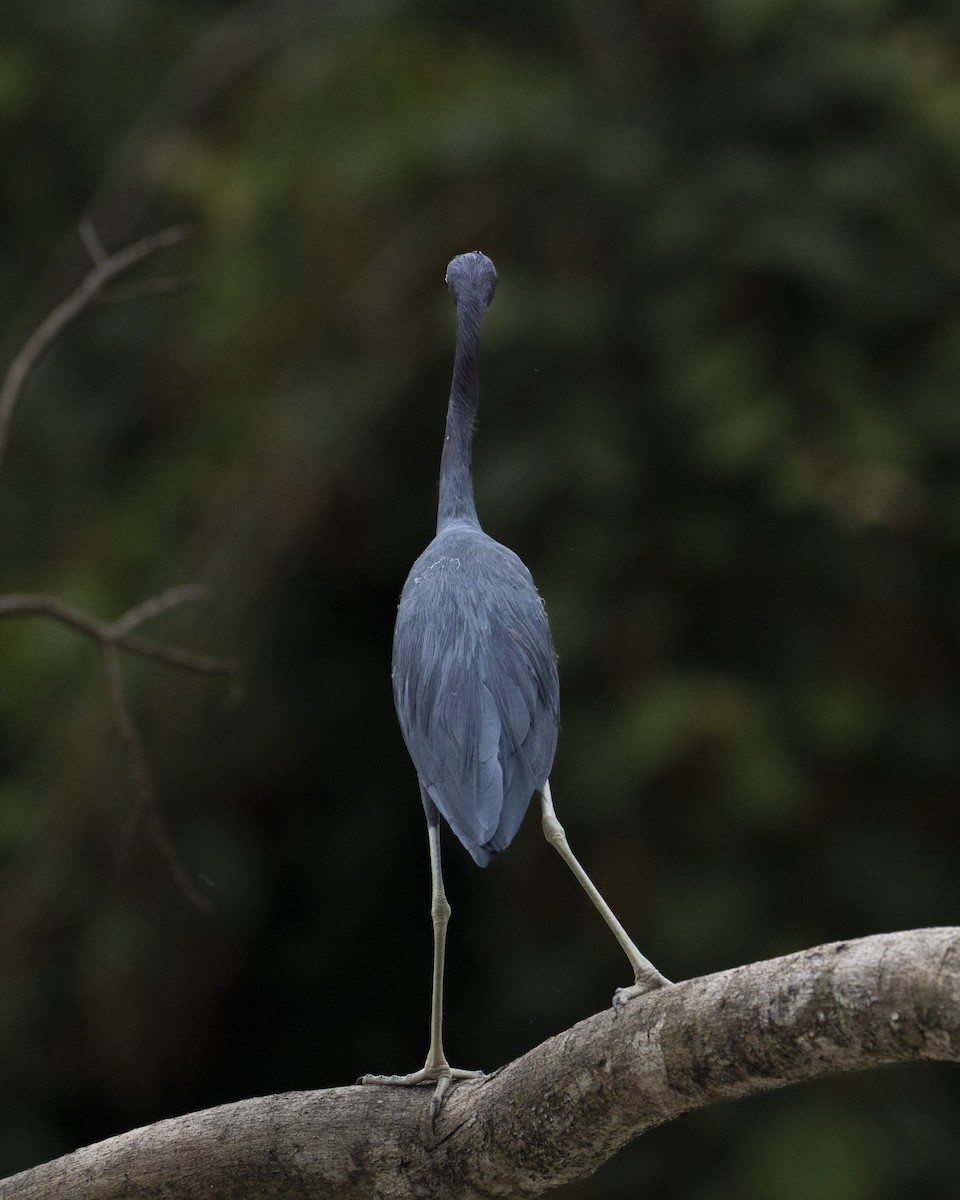 לבנית כחולה קטנה - ML647601809