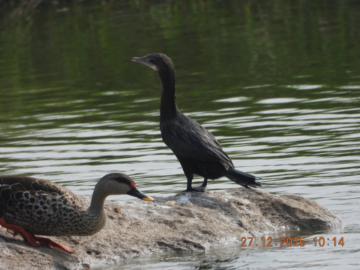 Little Cormorant - ML647601811
