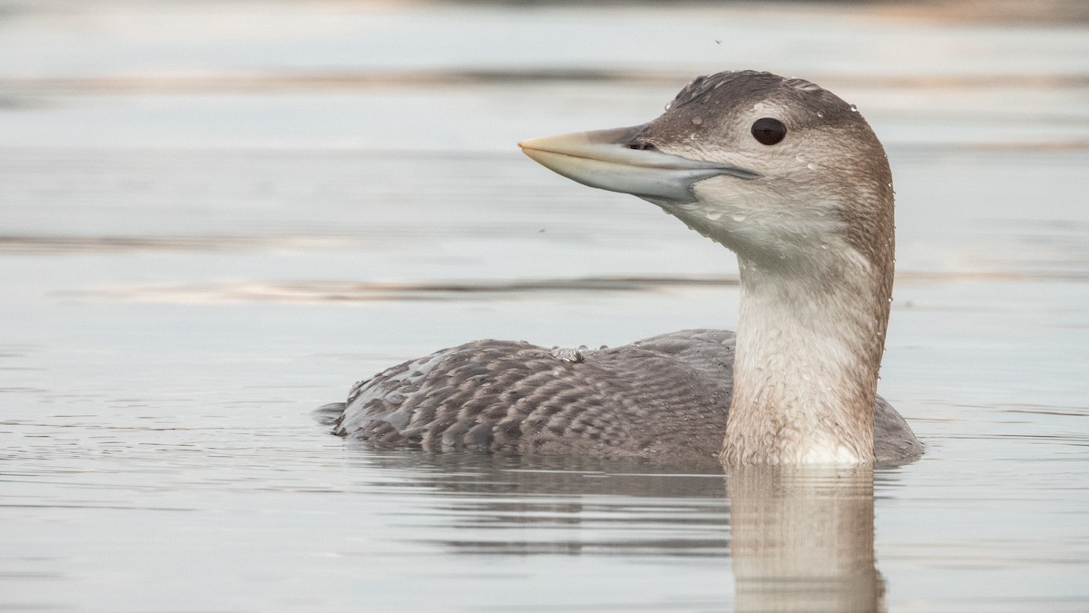 צוללן לבן-מקור - ML647601813