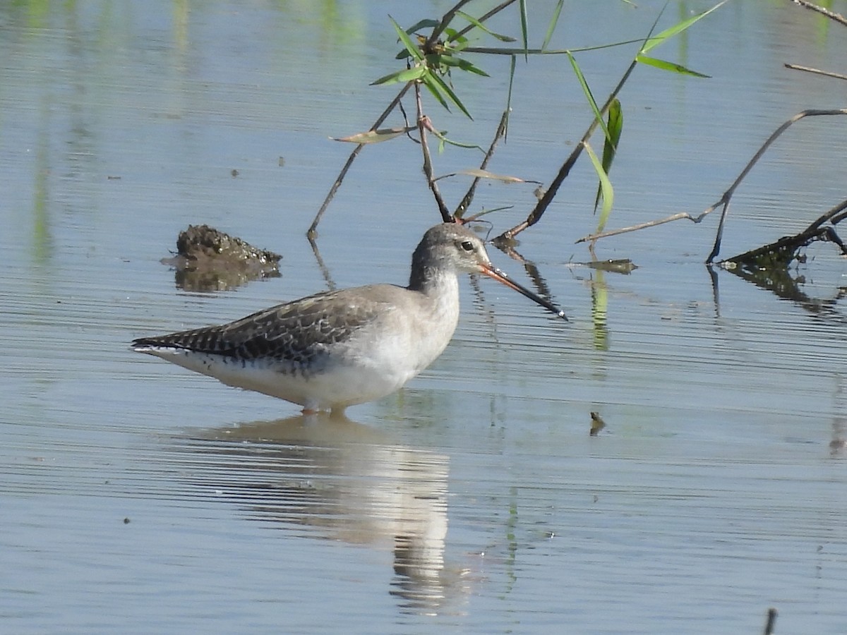 ביצנית אדומת-רגל - ML647601815