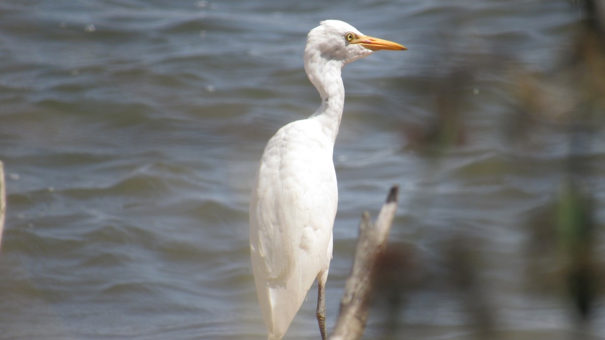 אנפית בקר מערבית - ML647601816