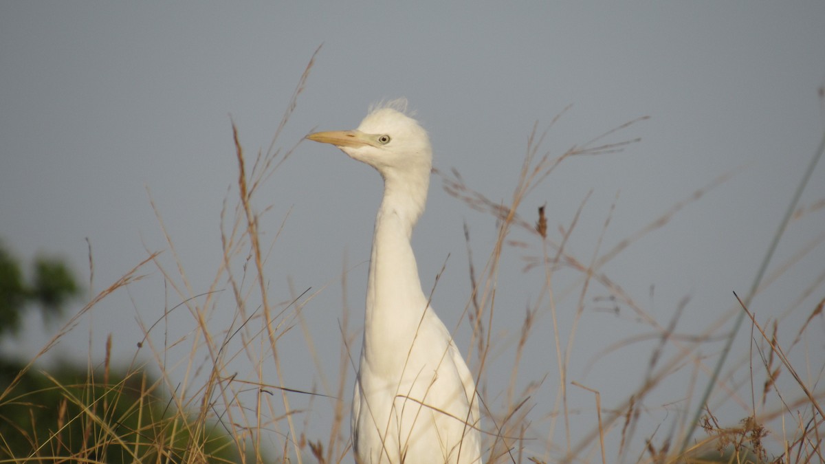 אנפית בקר מערבית - ML647601817