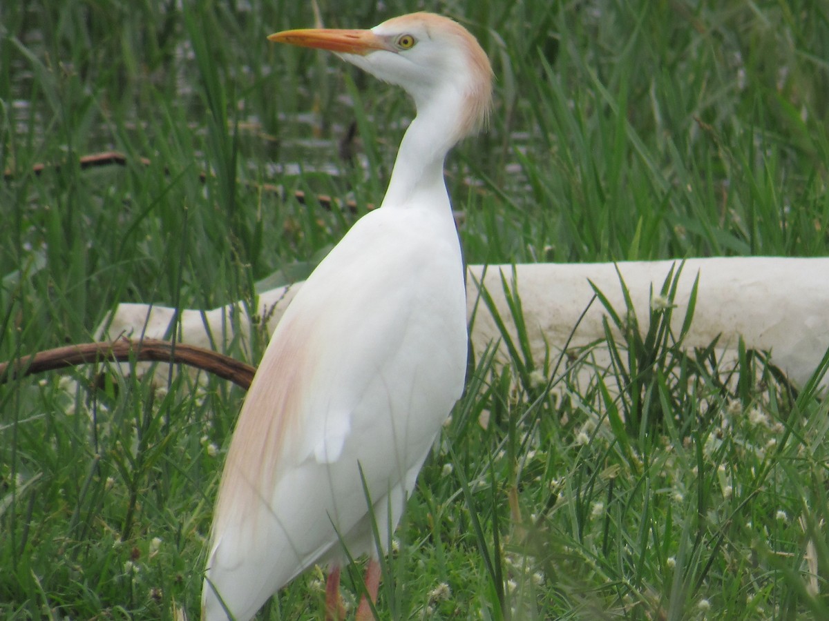 אנפית בקר מערבית - ML647601818