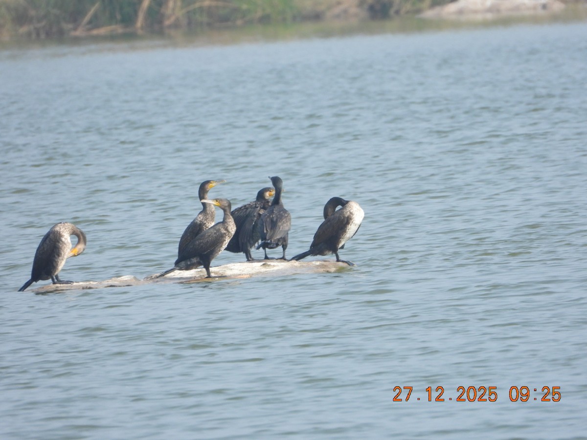 קורמורן גדול - ML647601822