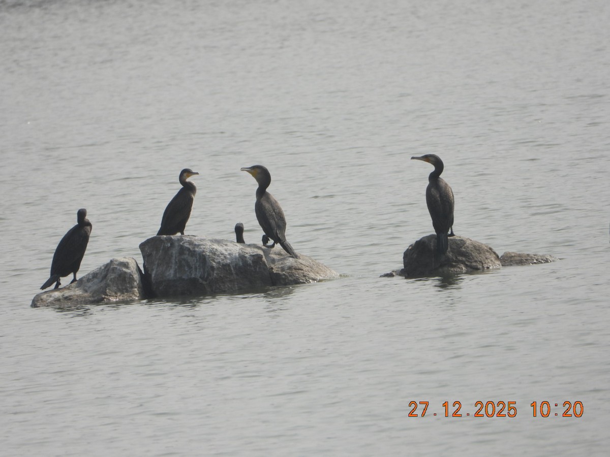 קורמורן גדול - ML647601823