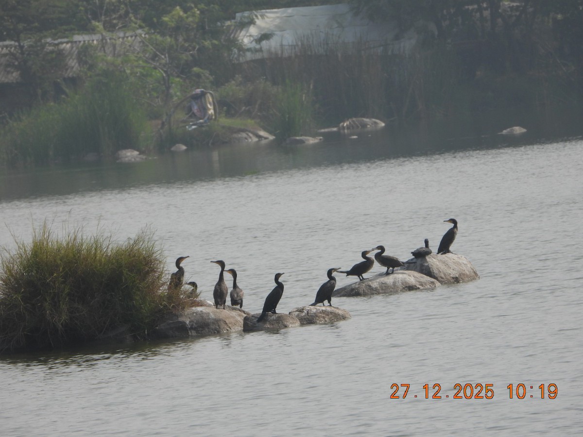 קורמורן גדול - ML647601824