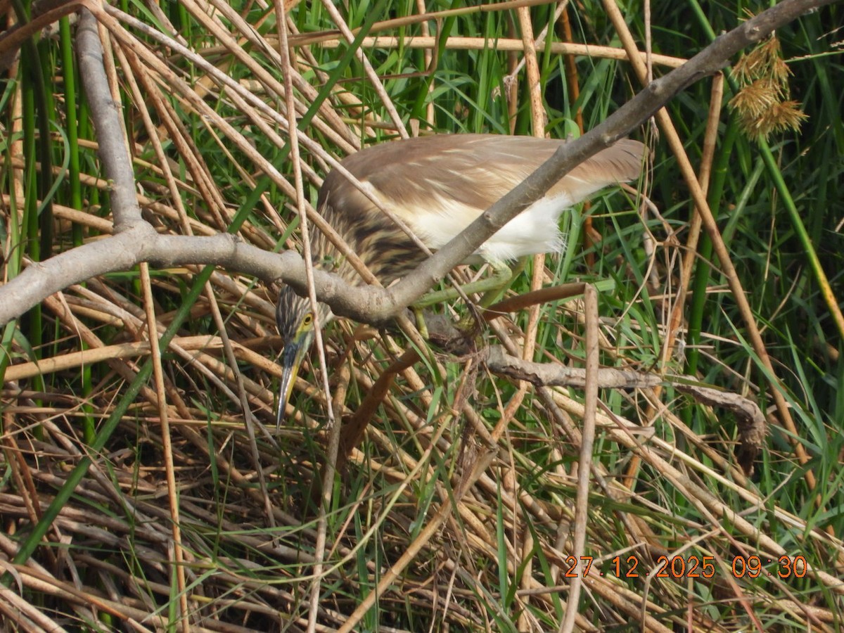 אנפית סוף הודית - ML647601826