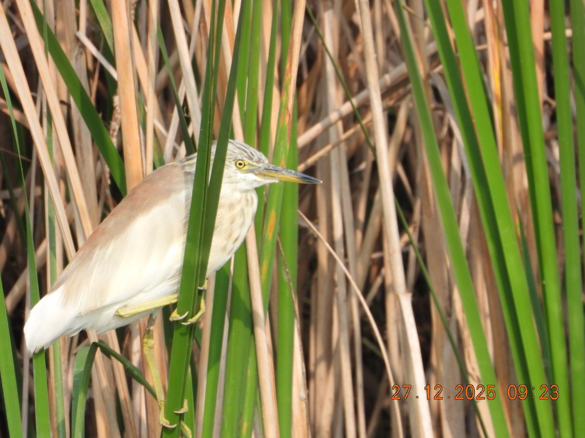 אנפית סוף הודית - ML647601827