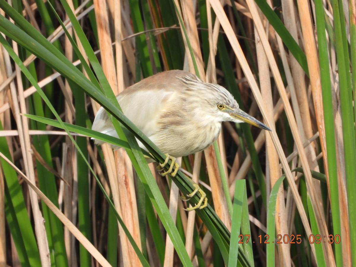 אנפית סוף הודית - ML647601828