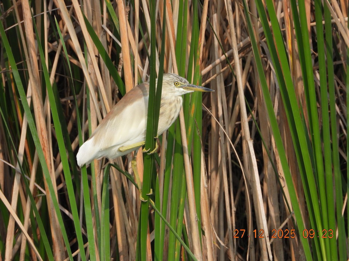 אנפית סוף הודית - ML647601829