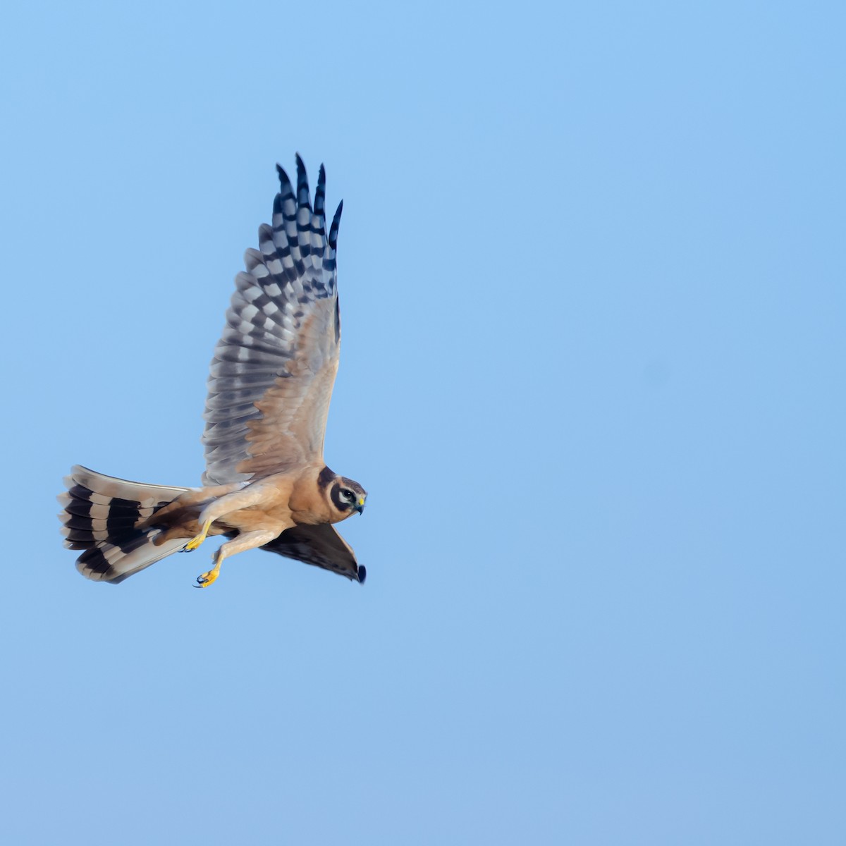 Aguilucho Papialbo - ML647601830