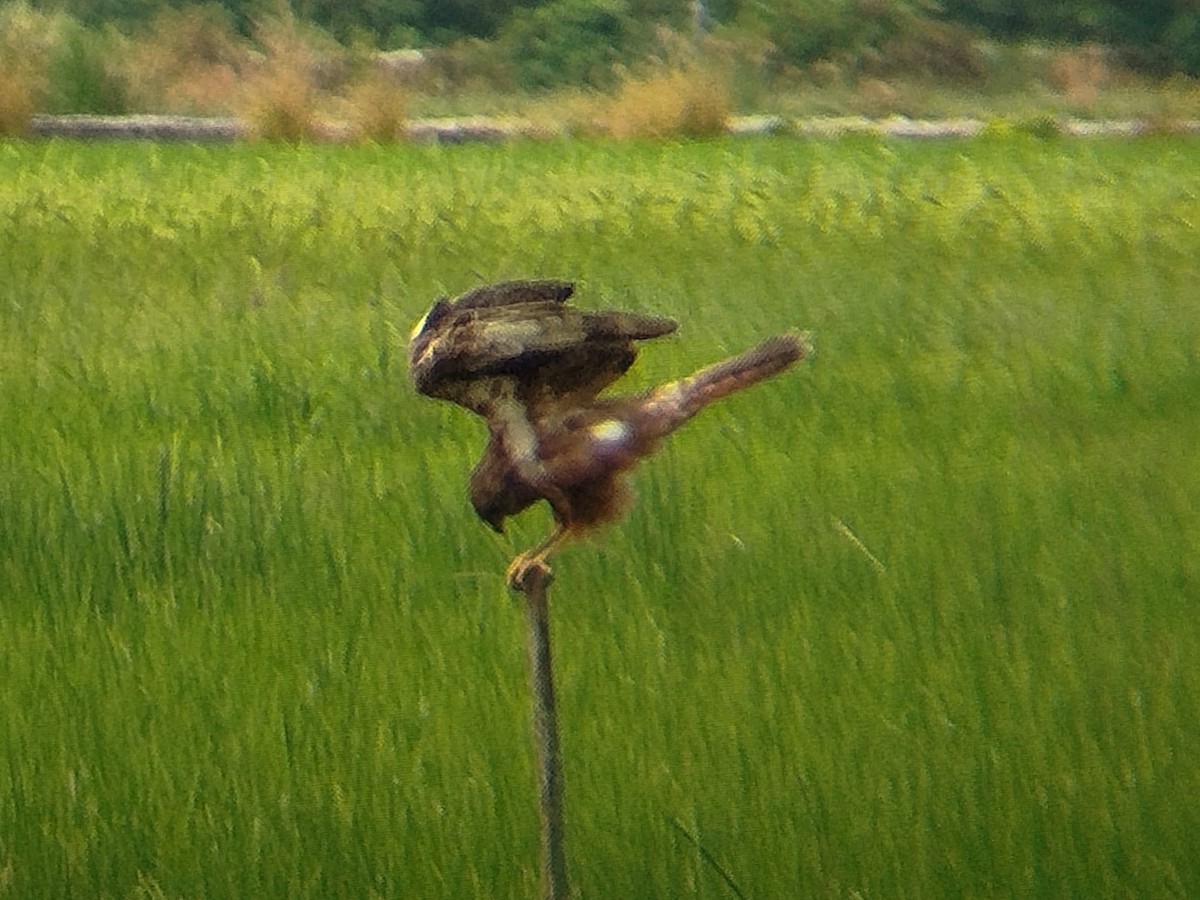 Eastern Marsh Harrier - ML647601885