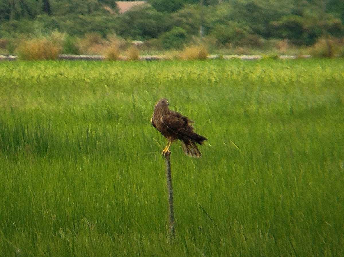 Eastern Marsh Harrier - ML647601886