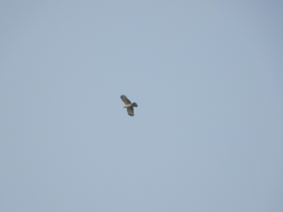 Short-toed Snake-Eagle - ML647601891