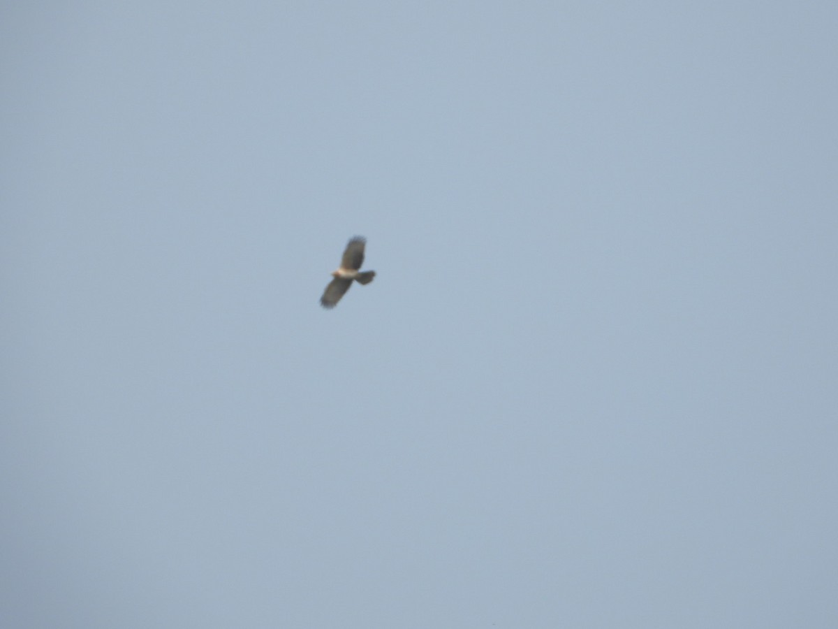 Short-toed Snake-Eagle - ML647601892