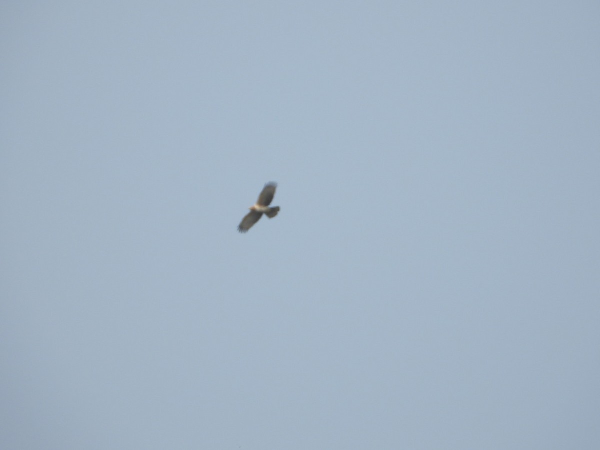 Short-toed Snake-Eagle - ML647601894