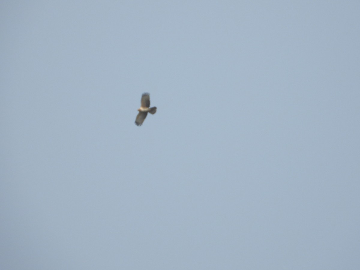 Short-toed Snake-Eagle - ML647601895