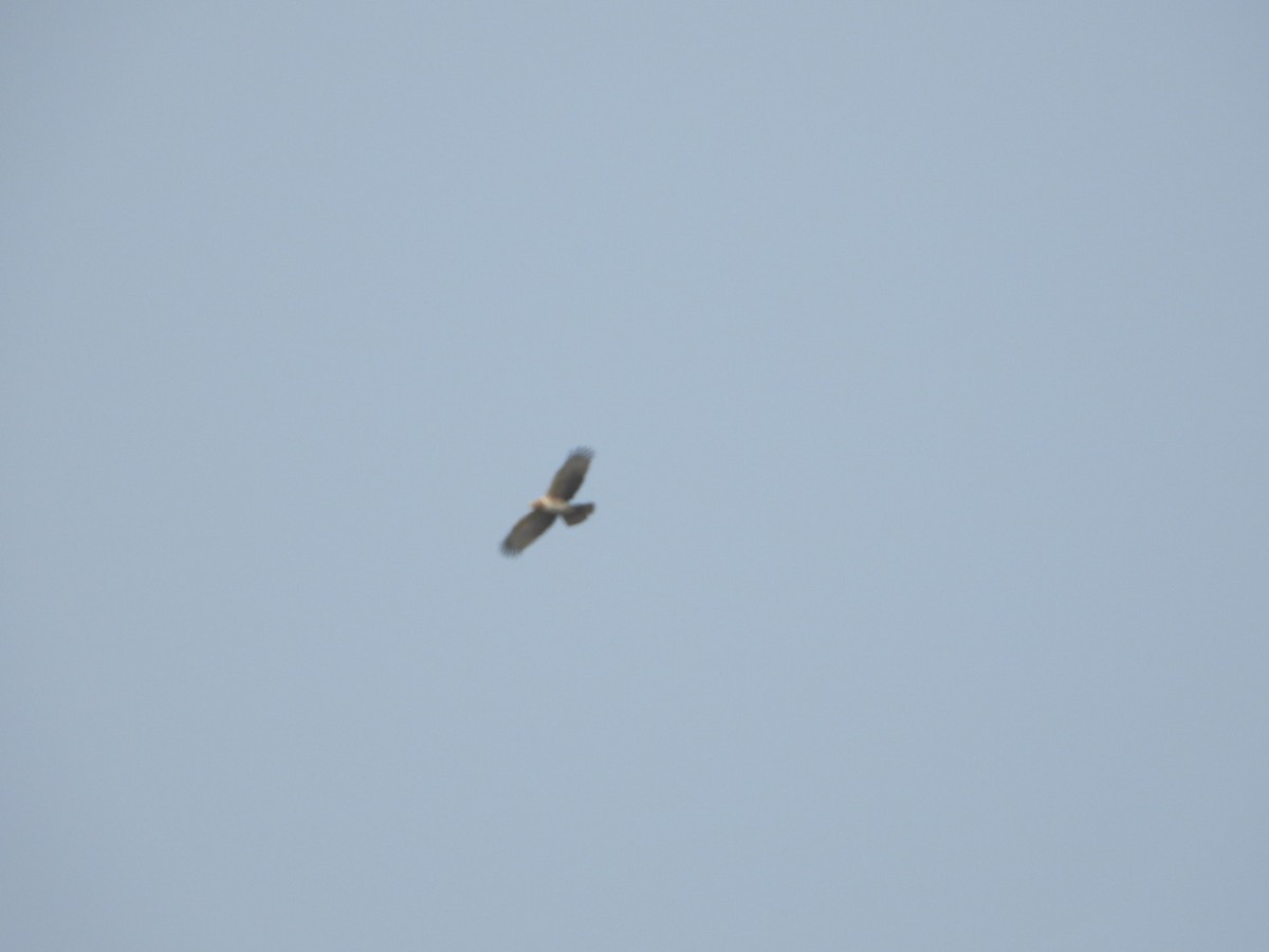 Short-toed Snake-Eagle - ML647601896