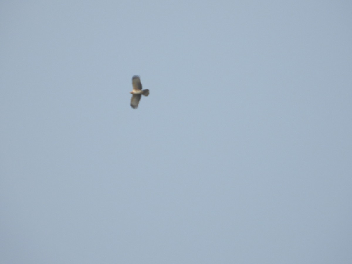 Short-toed Snake-Eagle - ML647601897