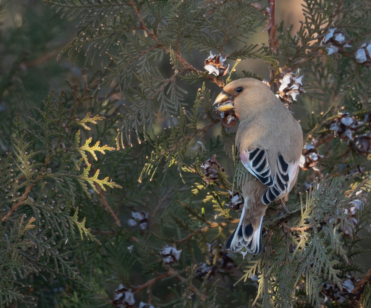 Буланый вьюрок - ML647601901