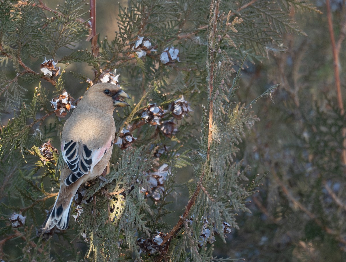 Буланый вьюрок - ML647601902
