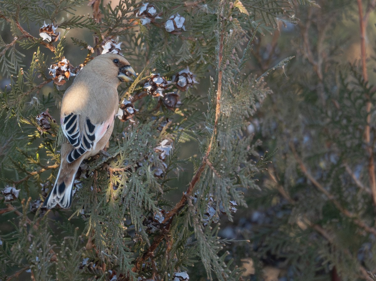 Буланый вьюрок - ML647601903