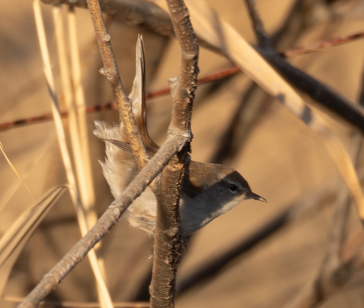 Cetti's Warbler - ML647601913