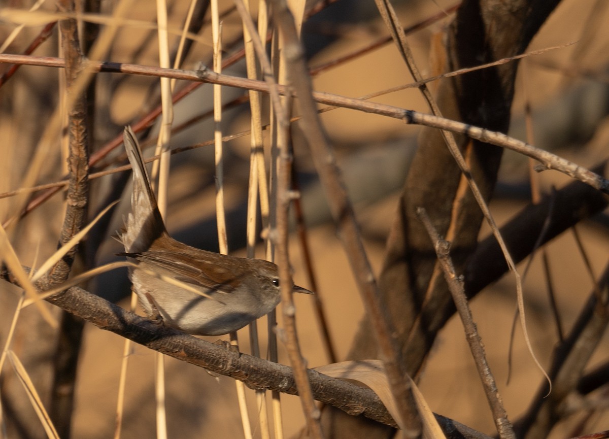 Cetti's Warbler - ML647601914