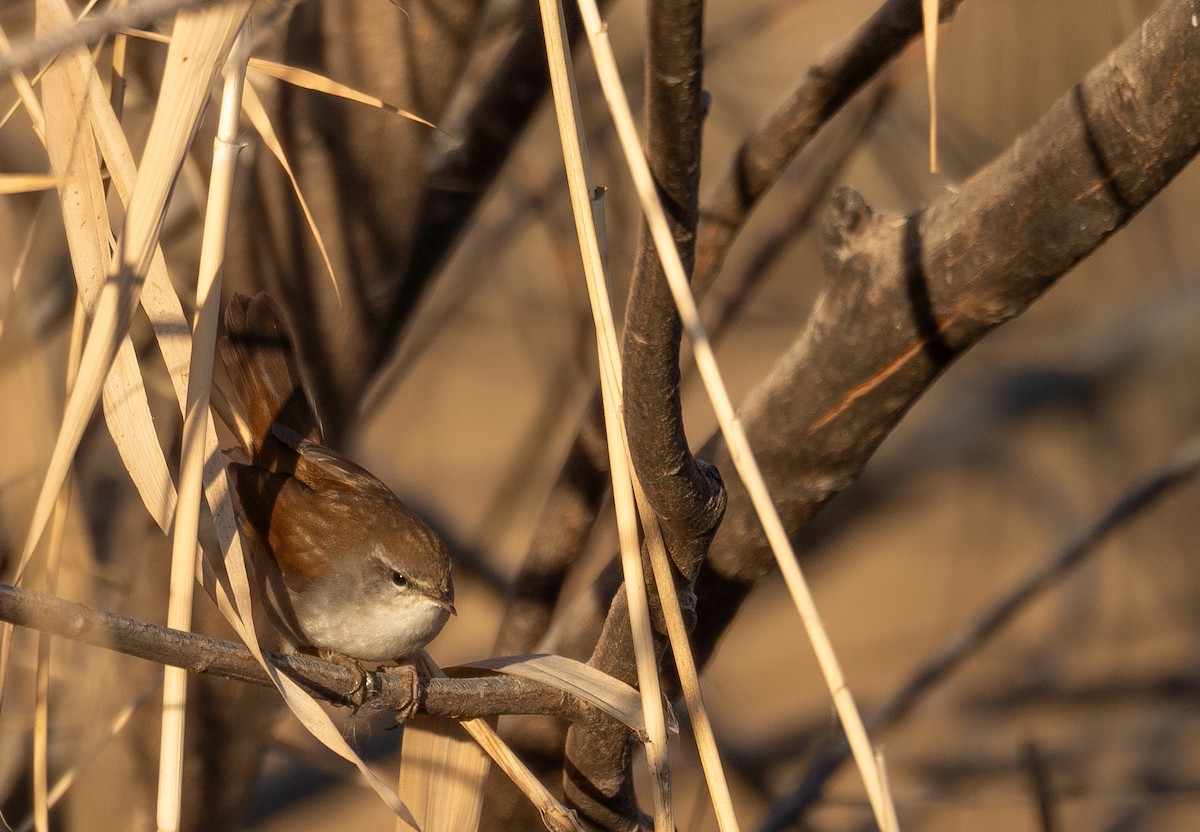 Cetti's Warbler - ML647601915