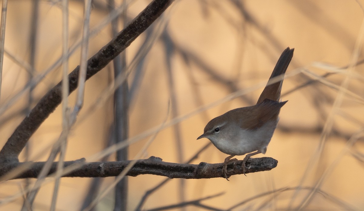 Cetti's Warbler - ML647601917