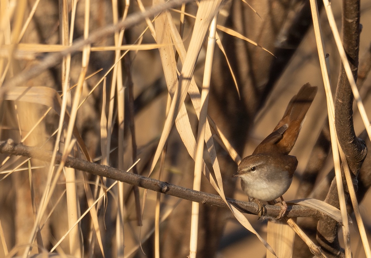 Cetti's Warbler - ML647601918