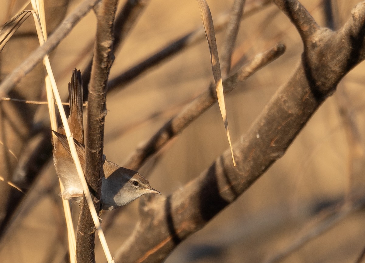 Cetti's Warbler - ML647601919