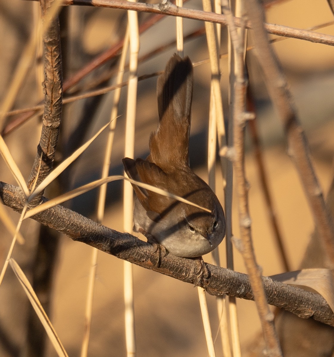 Cetti's Warbler - ML647601920