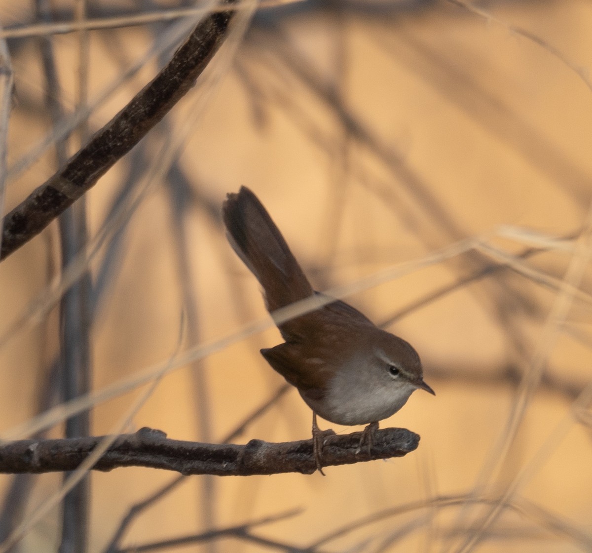 Cetti's Warbler - ML647601921