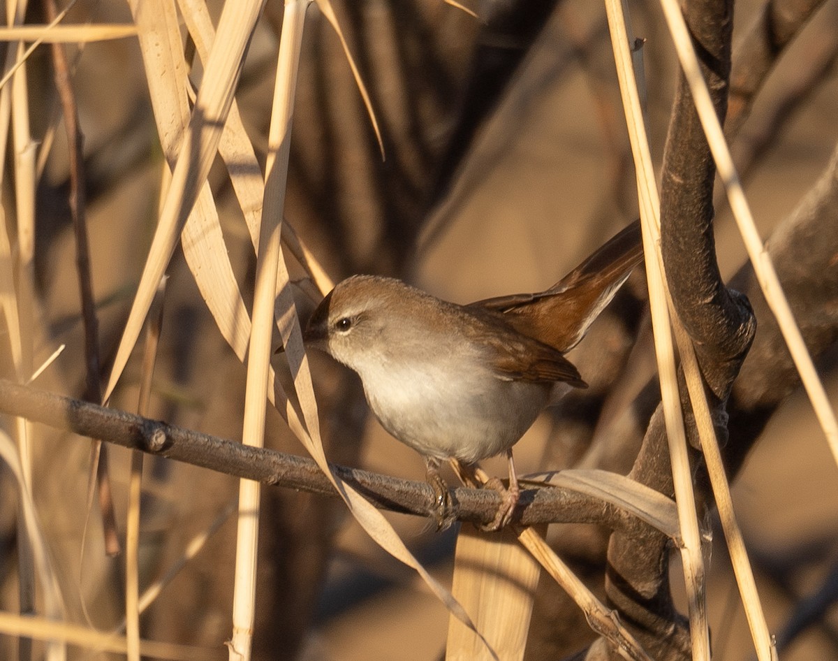 Cetti's Warbler - ML647601922