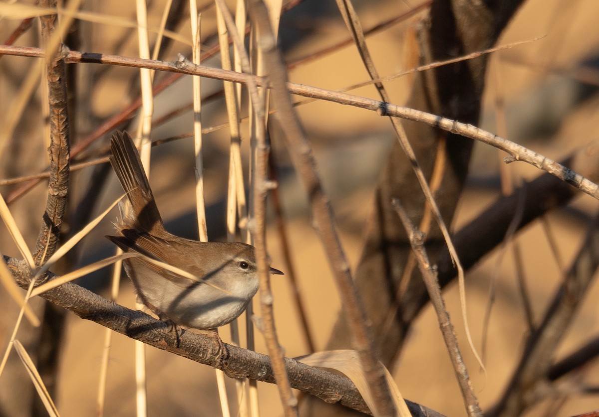 Cetti's Warbler - ML647601923