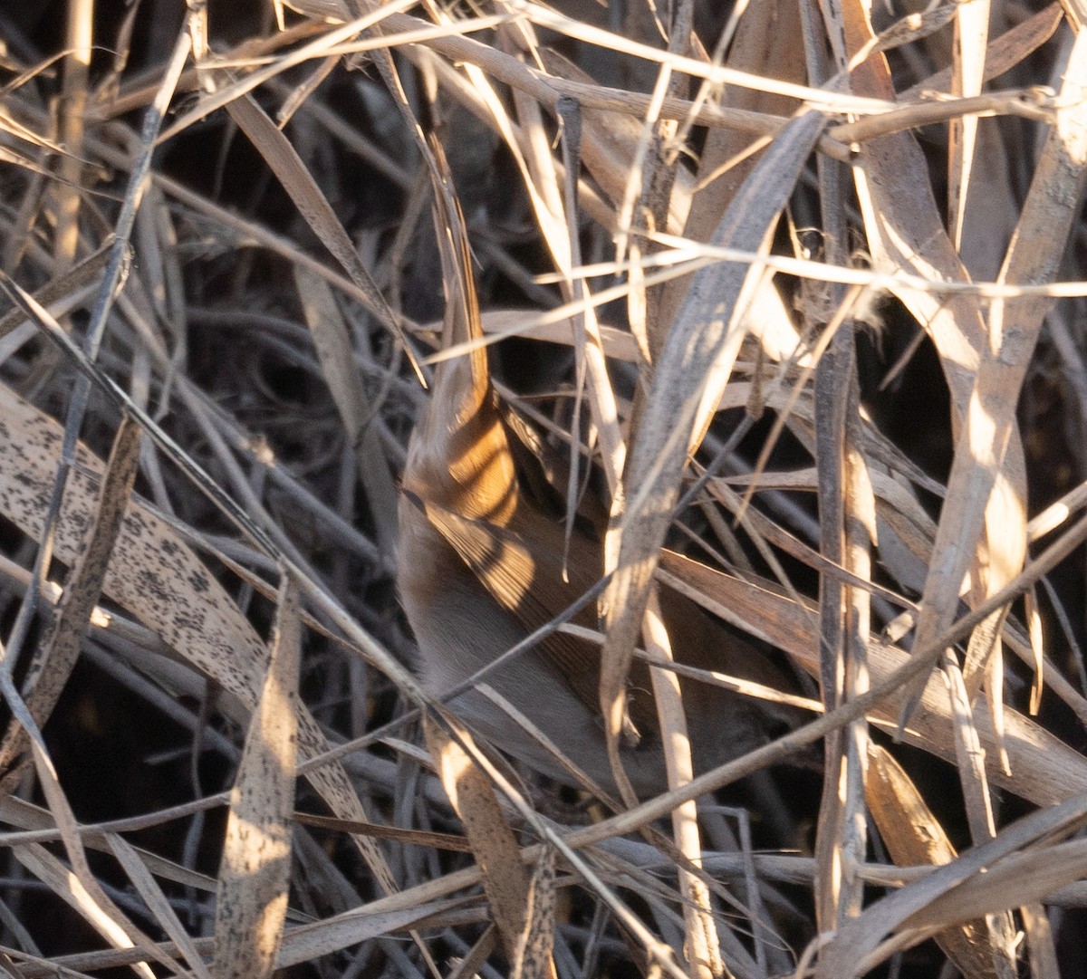 Cetti's Warbler - ML647601924