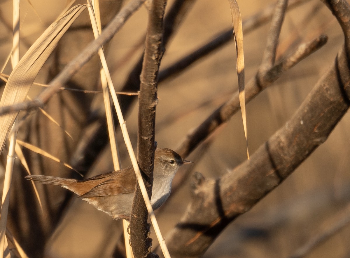 Cetti's Warbler - ML647601925