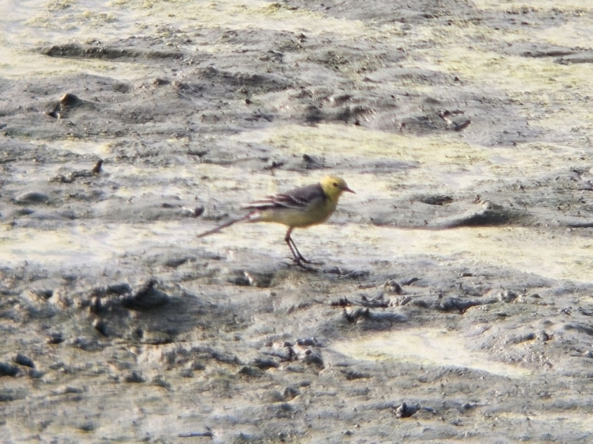 黃頭鶺鴒 - ML647601926