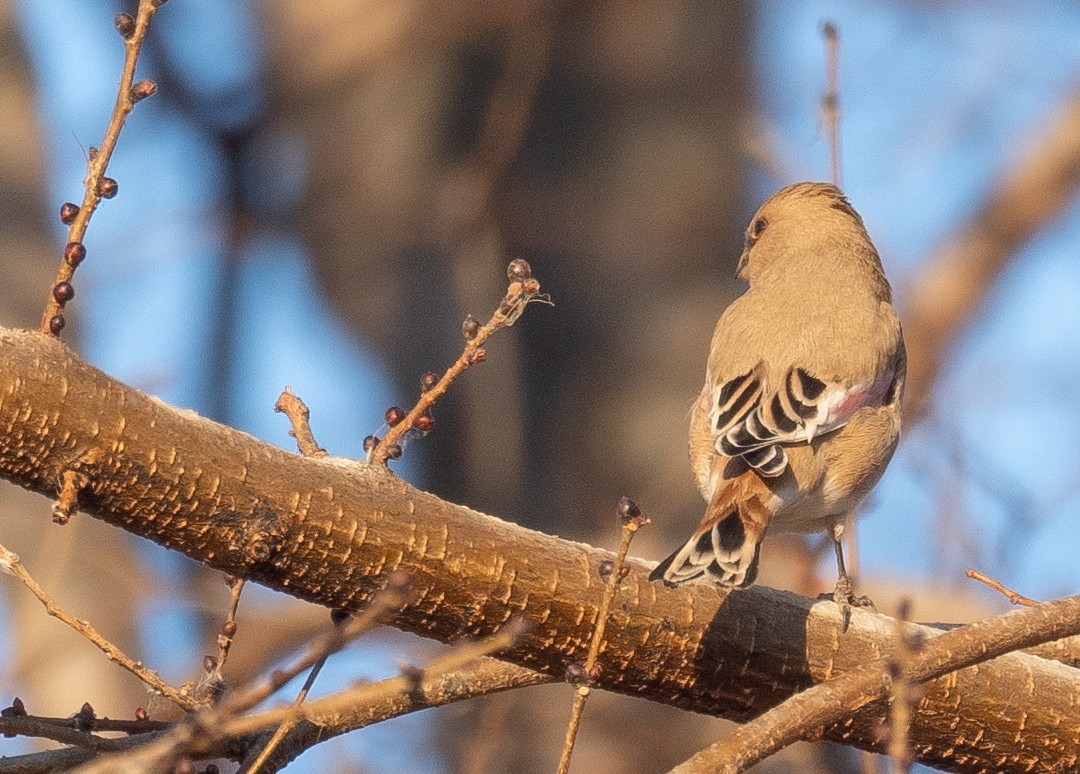 Буланый вьюрок - ML647601927