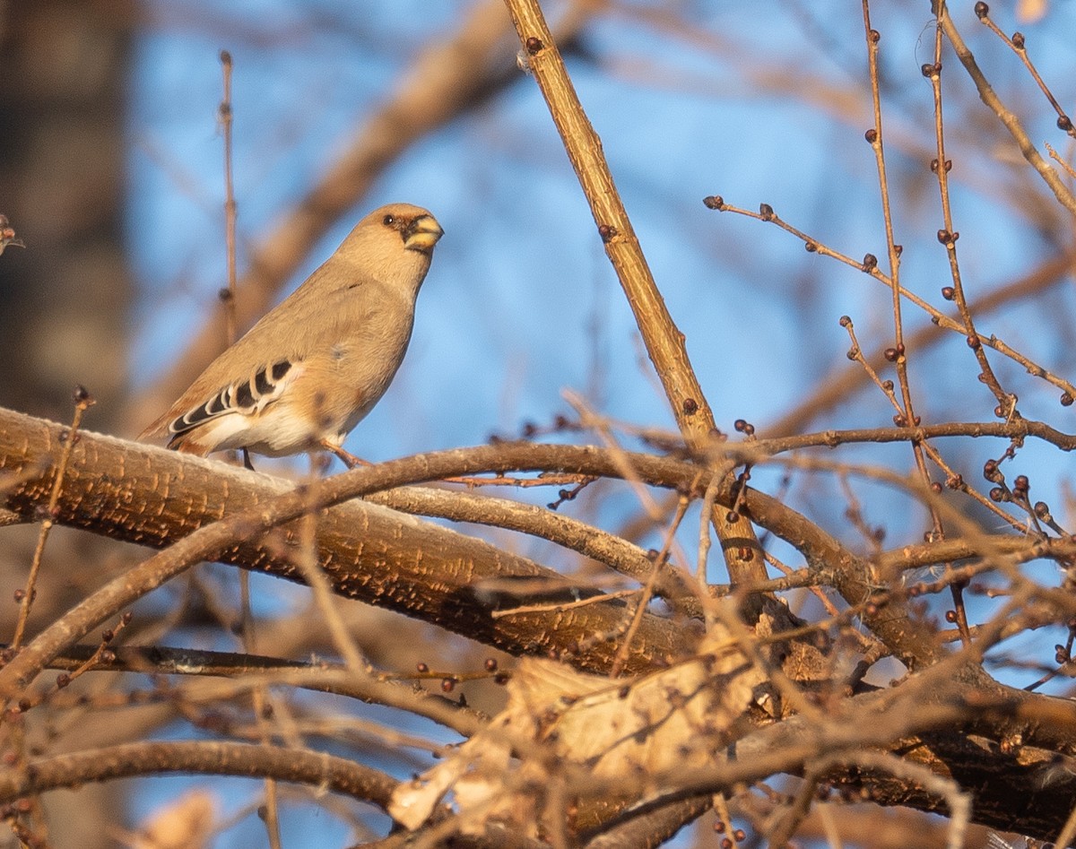 Буланый вьюрок - ML647601928