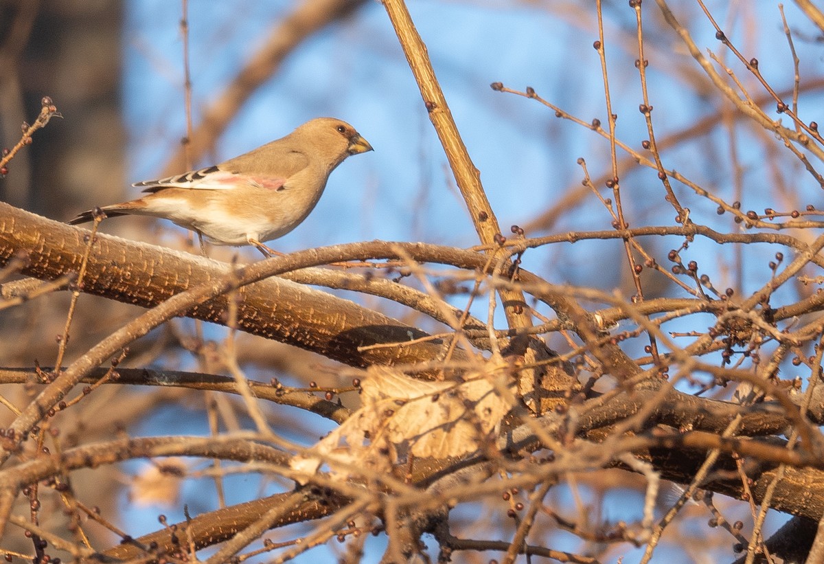 Буланый вьюрок - ML647601929