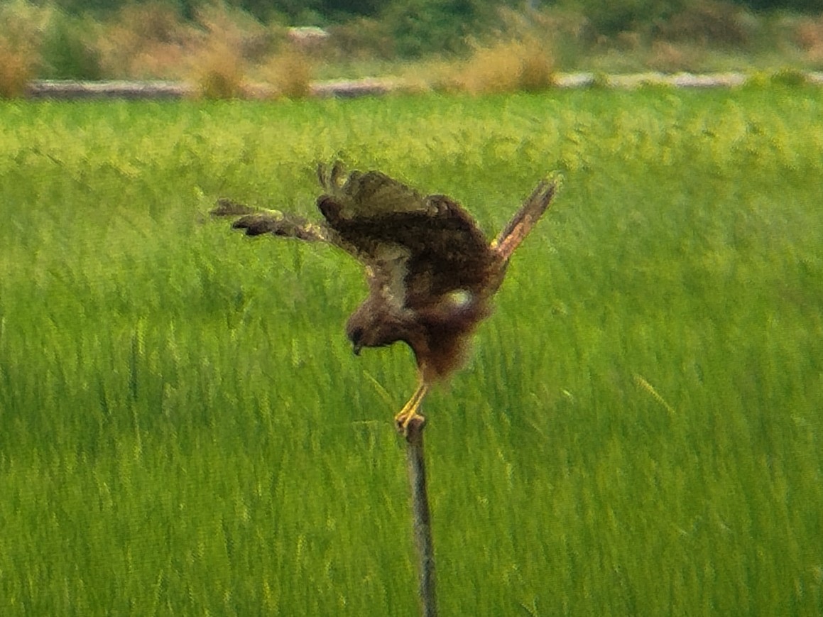 Eastern Marsh Harrier - ML647601930